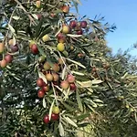 Σπίτι διακοπών Margherita Roggiano Gravina