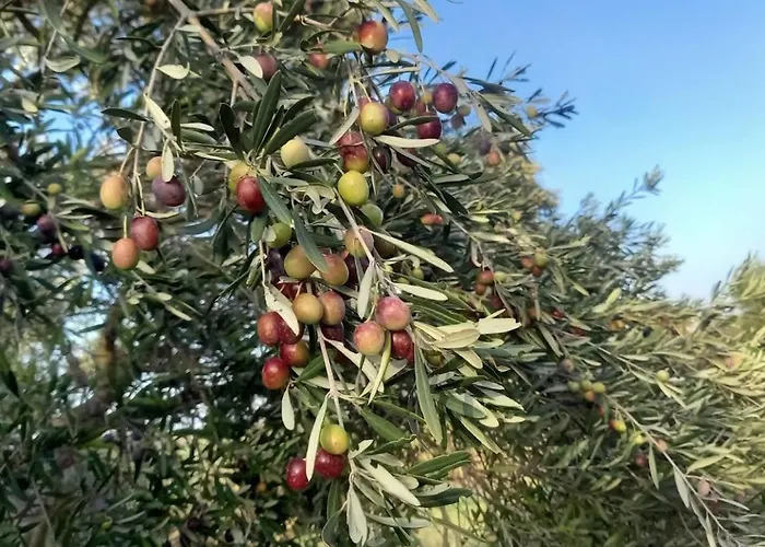 Holiday home Margherita Roggiano Gravina